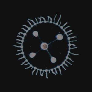 Image for 'Um Mar Pra Cada Um,'