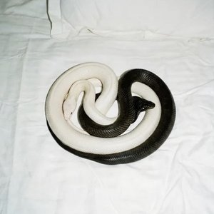 Imagem de 'Yin Yang'