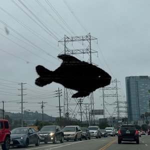 “Long Sardine (Flip)”的封面