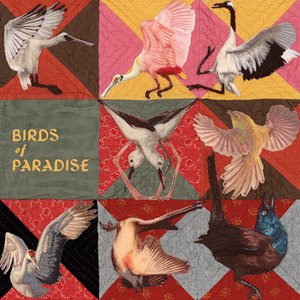 Image for 'Birds of Paradise'