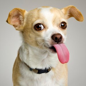 Image for 'Tom's Dog (asdfmovie5 theme)'
