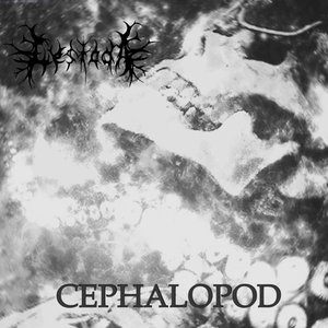 Image for 'Cephalopod'