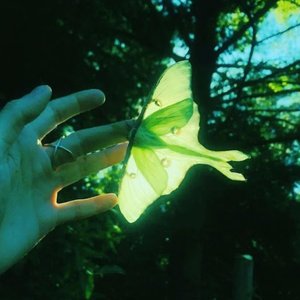Image for 'neonmoth EP'