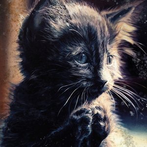 Immagine per 'Pussy Disco'