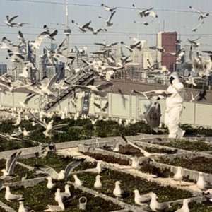 'GULL SONGS' için resim