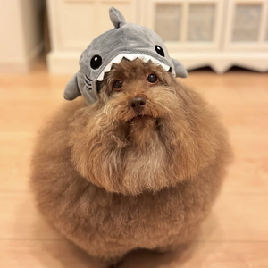 Coconui