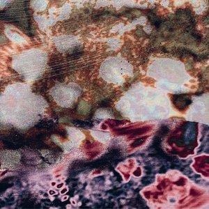 Image for 'The Garden'