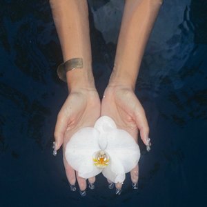 Bild für 'orchids (lullabies)'