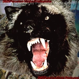 'Animal' için resim