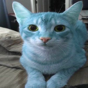 Image for 'im so blue for you'