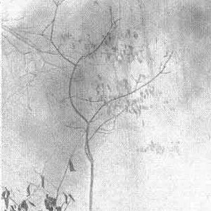 Image for 'The Blessing'