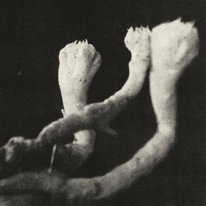 Image for 'Unterhaltungen mit Larven und Überresten'