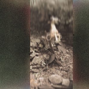 Image for 'Dirt'
