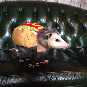 ghostyshibe