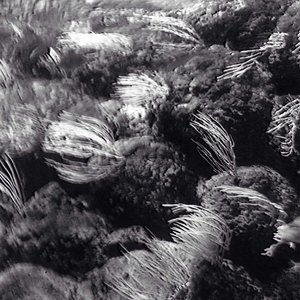 Image for 'Trying Too Hard (Lullaby)'