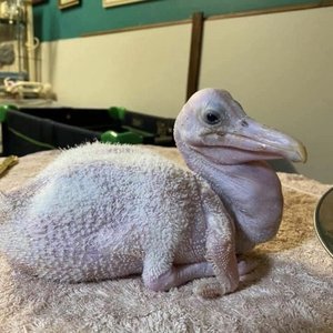 Image for 'Atzuli ASMR'