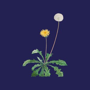 Image for 'satellite'
