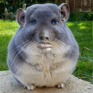 Cableratqueen