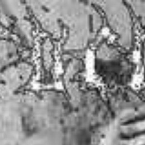 Image for 'Tuco'