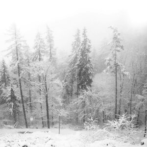 Image for 'Enthrone In Blizzard'