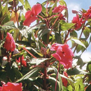 Image for 'flowers'