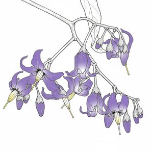 Image for 'bloom!'