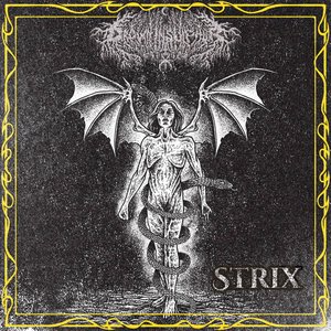 Image for 'Strix'
