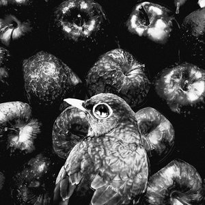 Image for 'Put An Apple In My Mouth'