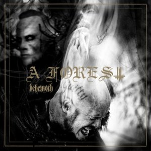 Image for 'A Forest'