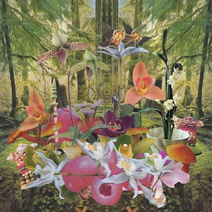 Image for 'Return to Paradise'