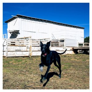 Image for 'Go Dog!'