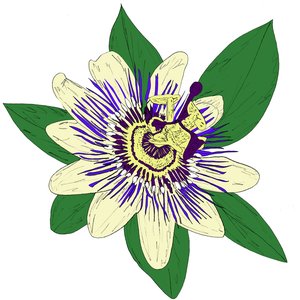 Zdjęcia dla 'Music To Watch Seeds Grow By 010: KiF PRODUCTIONS (Passiflora)'