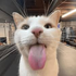 Avatar de sillygoober48