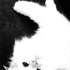 Avatar for Carrlosz