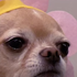 Avatar for chiefgremlin