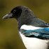 Avatar für JadedMagpie