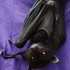 Awatar dla NocturnalDaemon