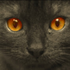 Avatar for asia0393