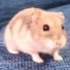 Avatar di lolhammy
