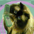 Avatar for Hashakat
