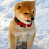 Avatar for Mr_Stevee