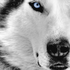 Avatar for SilentVellamo