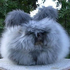 Avatar for Piggy070888