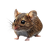 Avatar for comicalbedbug