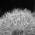 Avatar for Pusteblumenherz