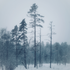 Avatar di Fjelltroll