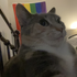 Avatar for homowarrior