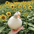 Ducking_thecuck さんのアバター