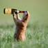 Avatar for TheDrunkMeerkat