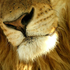 Avatar for Hakunamatata